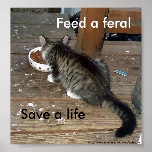 "Feed a Feral, Save a Life" feral kitten poster (Front)