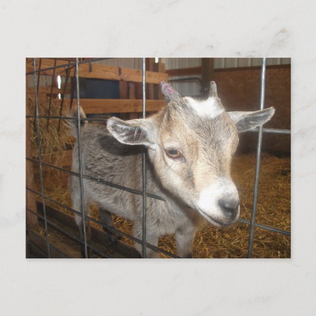 Feed me! postcard (Front)