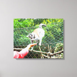 Feeding a ring tailed lemur canvas print