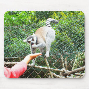 Feeding a ring tailed lemur mouse mat