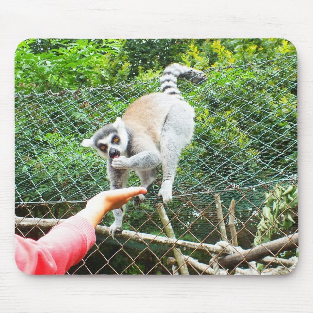 Feeding a ring tailed lemur mouse mat (Front)