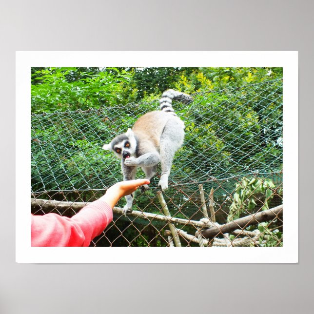 Feeding a ring tailed lemur poster (Front)
