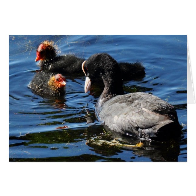 Feeding Babies (Front Horizontal)