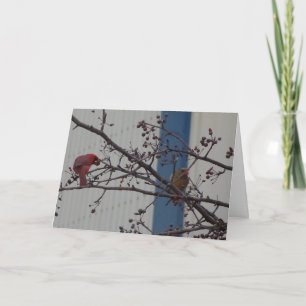 Feeding Cardinals, Happy Anniversary Card