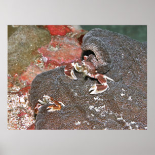 Feeding Crabs Poster