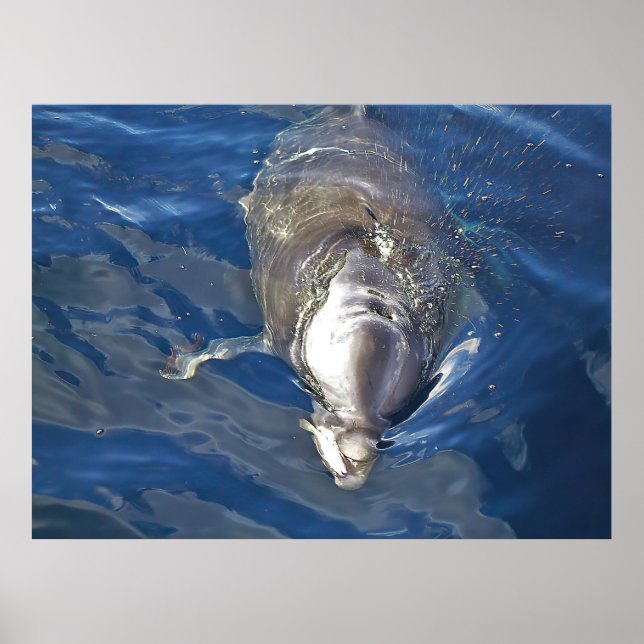 Feeding Dolphin Poster (Front)