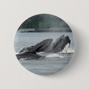 Feeding Humpback Whales 6 Cm Round Badge