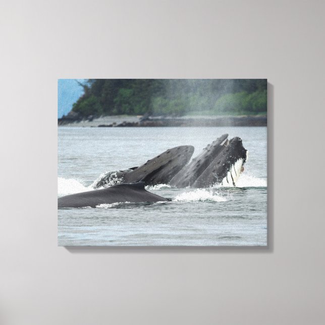 Feeding Humpback Whales Canvas Print (Front)