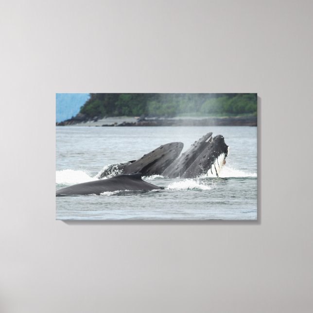 Feeding Humpback Whales Canvas Print (Front)