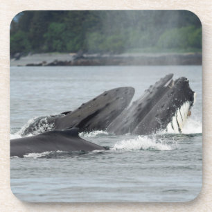 Feeding Humpback Whales Coaster