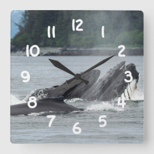 Feeding Humpback Whales Square Wall Clock