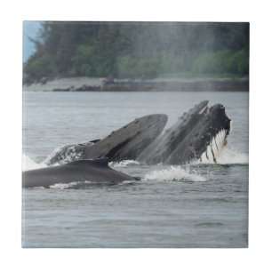 Feeding Humpback Whales Tile