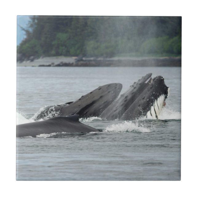 Feeding Humpback Whales Tile (Front)
