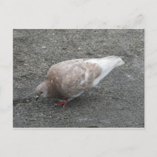 Feeding Pigeon Postcard