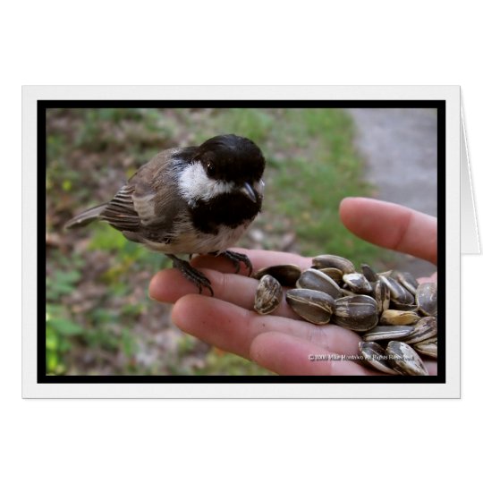 Feeding The Birds Card