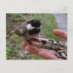 Feeding The Birds Postcard