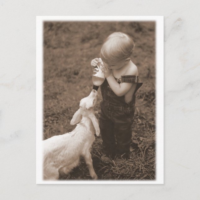 Feeding the Goat Postcard (Front)