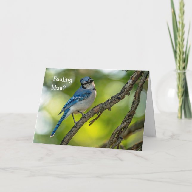 Feel Better Blue Jay Card (Front)