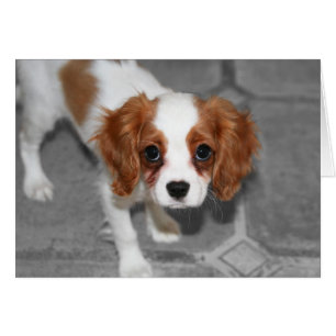 Feel Better Cavalier King Charles Spaniel Card