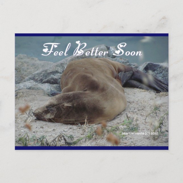 Feel Better Soon (Sea Lion) - Postcard (Front)