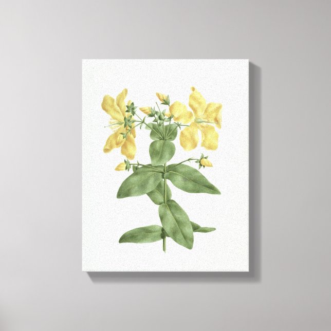 Feel-Fetch (Hypericum quartinianum) (w/c over grap Canvas Print (Front)