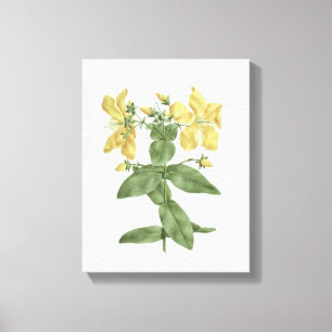Feel-Fetch (Hypericum quartinianum) (w/c over grap Canvas Print