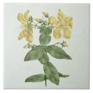 Feel-Fetch (Hypericum quartinianum) (w/c over grap Tile