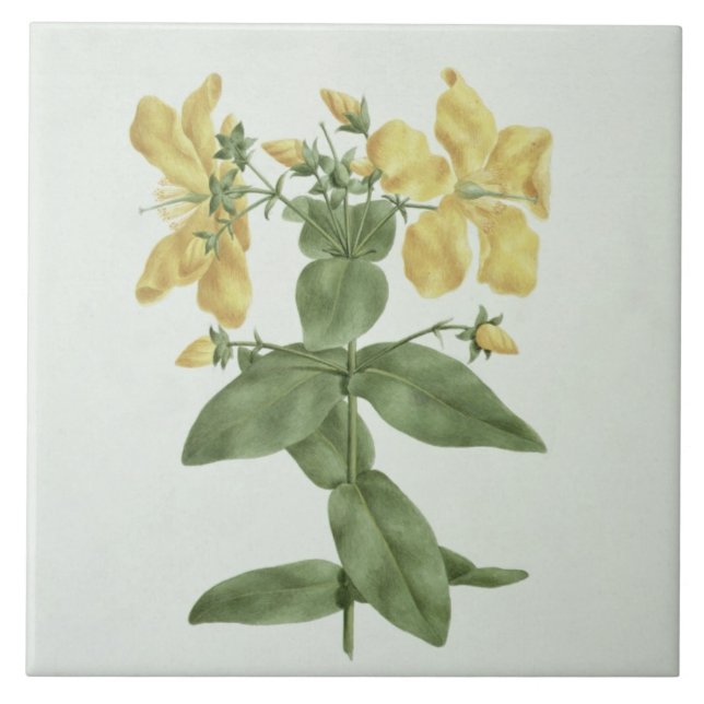 Feel-Fetch (Hypericum quartinianum) (w/c over grap Tile (Front)