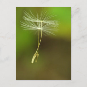 Feel free - flying Dandelion seeds Postcard