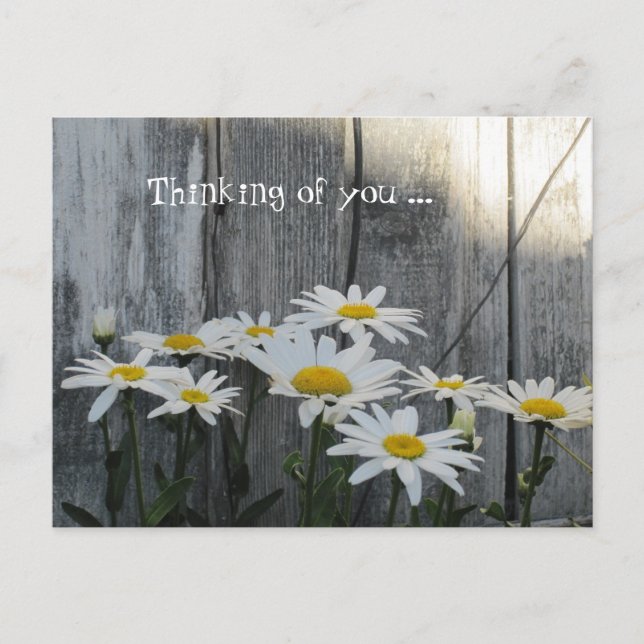 Feeling better with daisies. postcard (Front)