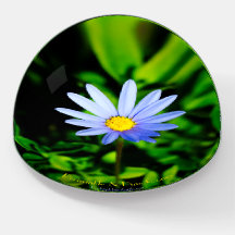 Felicia Blue Daisy elegantly displayed.