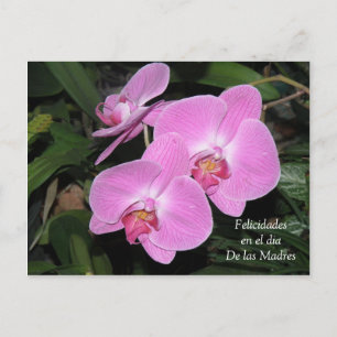 Felicidades dia de las Madres Postcard