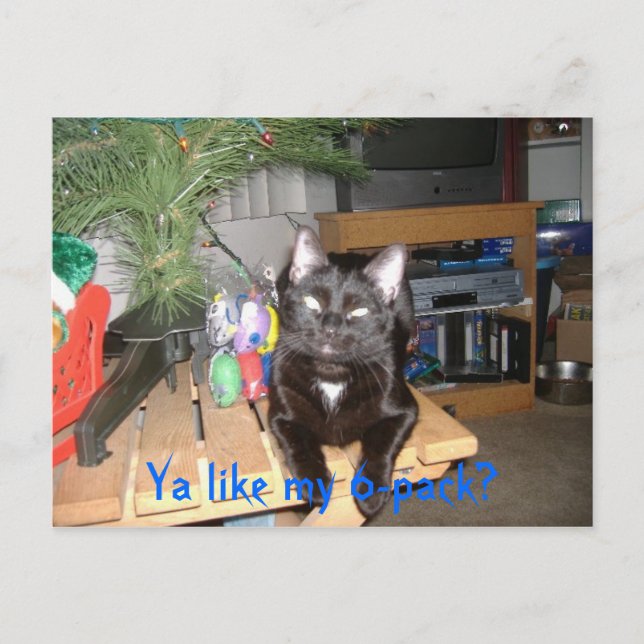 Feline 6-pack postcard (Front)