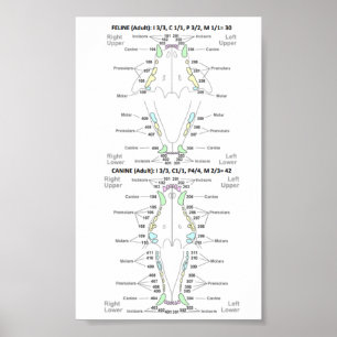 Feline and Canine Dental Formula Poster