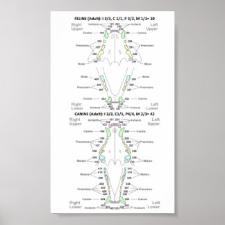 Feline and Canine Dental Formula Poster