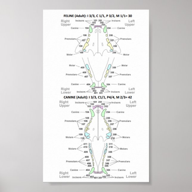 Feline and Canine Dental Formula Poster (Front)