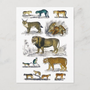 Feline Animals Postcard