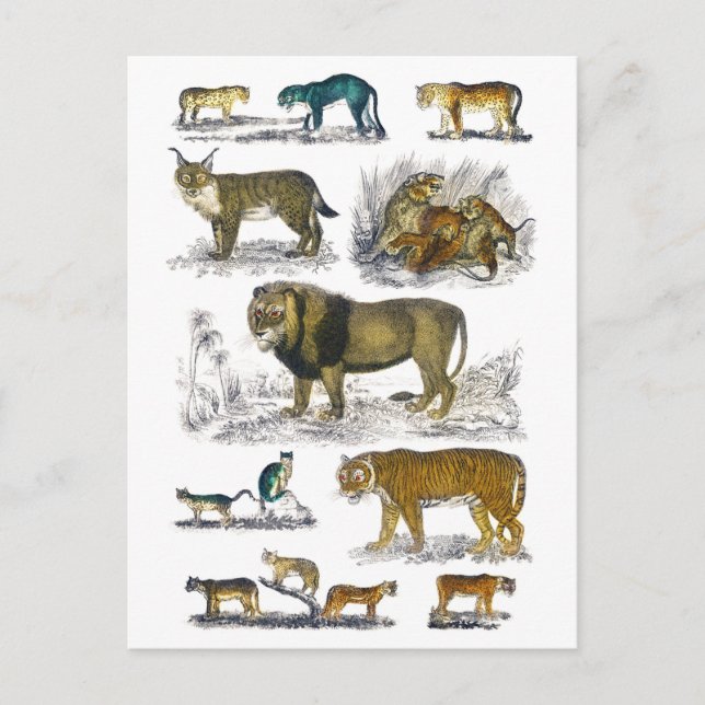 Feline Animals Postcard (Front)