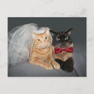Feline bride and groom postcard