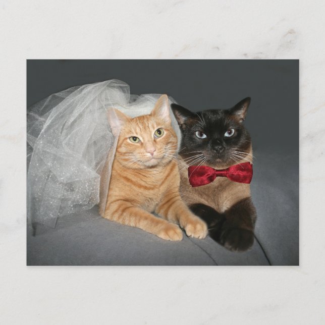 Feline bride and groom postcard (Front)