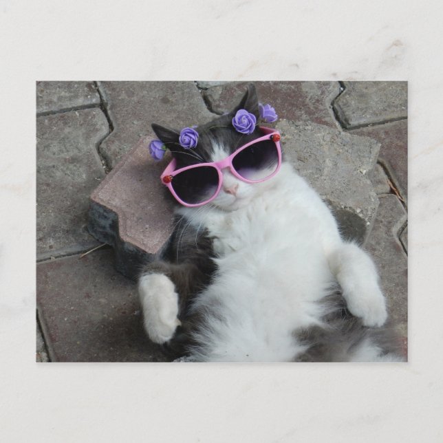 Feline Diva Postcard (Front)
