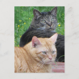 Feline Duo Postcard