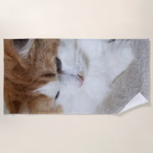 (Feline Fancy) Kitty Contemplation: Cat Photo