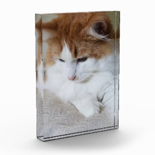 (Feline Fancy) Kitty Contemplation: Cat Photo Block