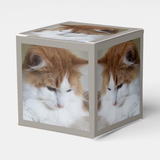 (Feline Fancy) Kitty Contemplation: Cat Photo Favour Box (Front Side)