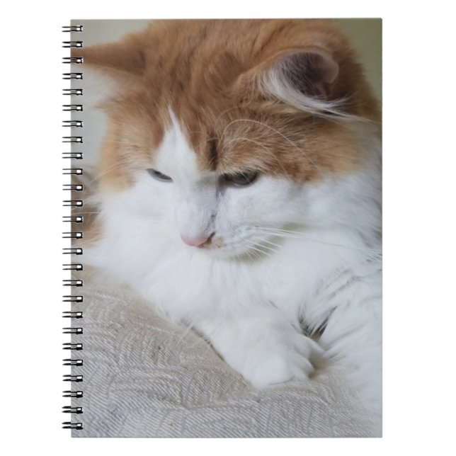 (Feline Fancy) Kitty Contemplation: Cat Photo Notebook (Front)