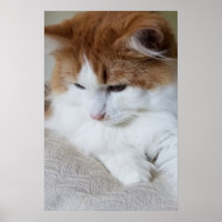 (Feline Fancy) Kitty Contemplation: Cat Photo