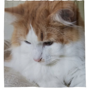 (Feline Fancy) Kitty Contemplation: Cat Photo Shower Curtain