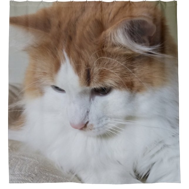 (Feline Fancy) Kitty Contemplation: Cat Photo Shower Curtain (Front)