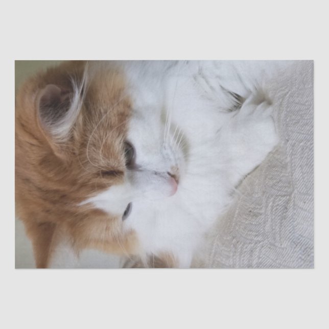 (Feline Fancy) Kitty Contemplation: Cat Photo Tissue Paper (Front)